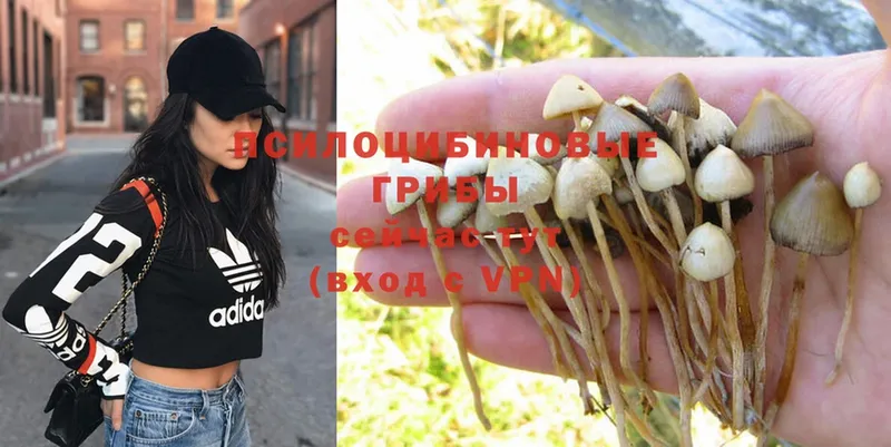 Псилоцибиновые грибы Psilocybe  закладка  Калтан 